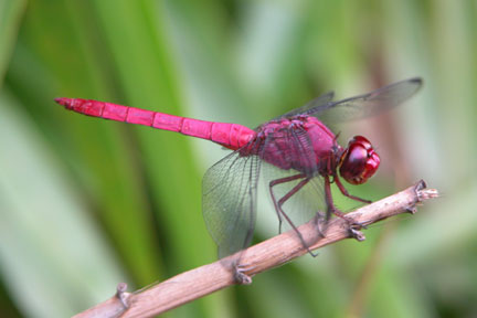 Dragonfly, Belem