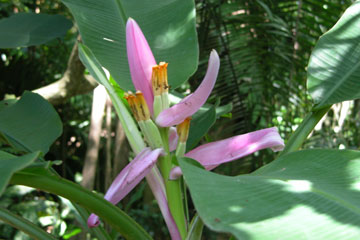 Banana flowers (Ananas)