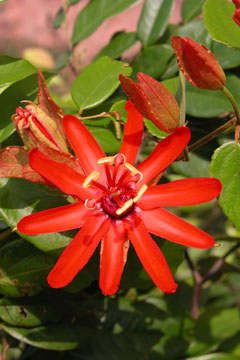 Passion flower (Passiflora sp), Marajo Island