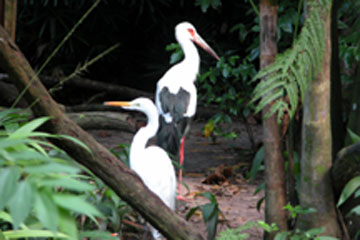 Great egret & maguari stork in Emilio Goeldi Zoo, Bel�m