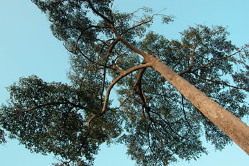 Canopy tree, Marajo Island