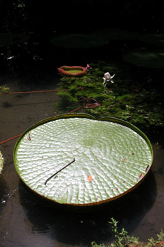 Victoria lily (Victoria regis) (1.5 meters across)